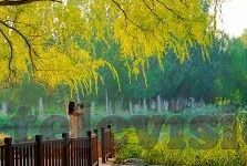 麻豆传媒国产视频-麻豆传媒国产视频，传统文化的现代演绎与情感共融